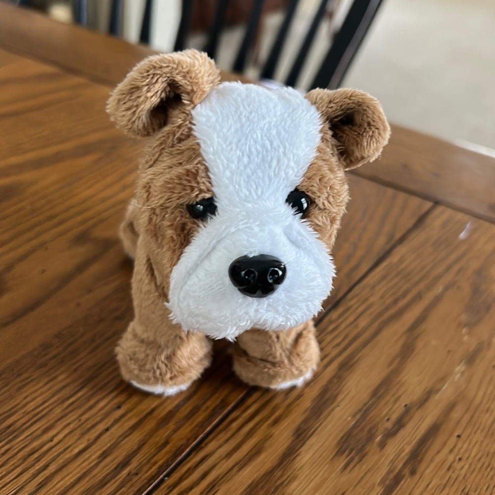 American Girl Boxer/4